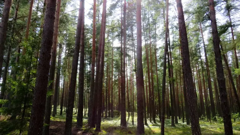 Rugpjūčio 22–23 d.: Dūkštos, Karmazinai ar Marcinkonys