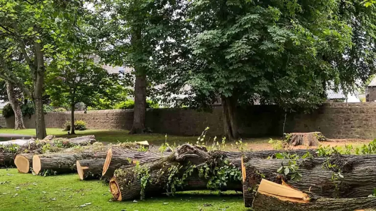 Varėnos krašte pavojingų medžių šalinimą stabdo leidimai