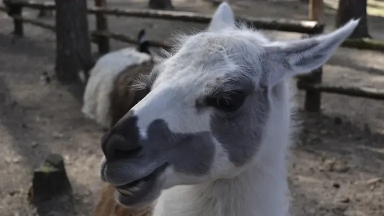 Lama, auginama Lietuvos ūkyje, stovi aptvare, iliustruojanti valstybinės žemės naudojimo paskirtį.
