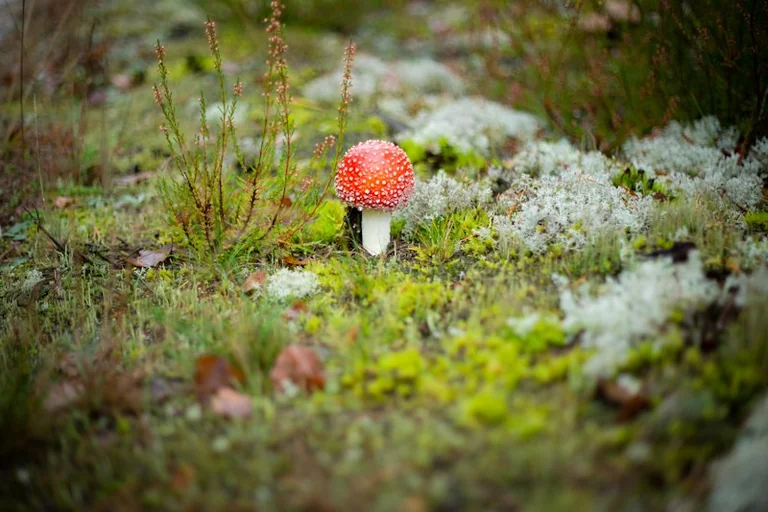 Rudens lygiadienis Lietuvoje: gamtos riba ir skirtingi papročiai
