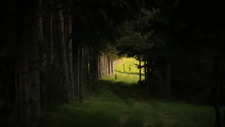 Sapnuoti mišką: ką pasakoja emocijos ir detalės