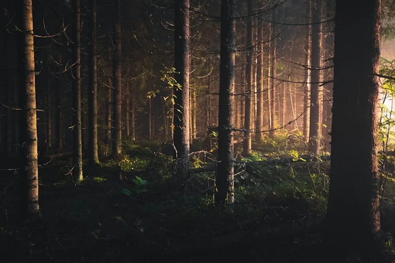 Sapnuoti mišką: ką pasakoja emocijos ir detalės